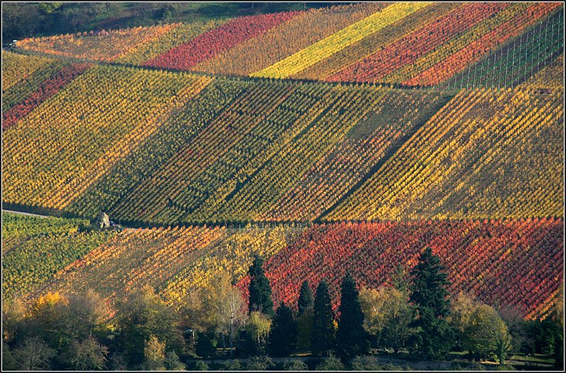 Herbstfarben -

Weinberg bei Stetten im Remstal. 

25.10.2008 (M)