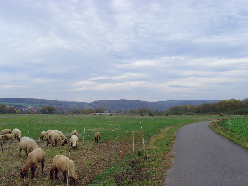 Herbstlandschaft mit Schafen bei Kassel, Oktober 2008