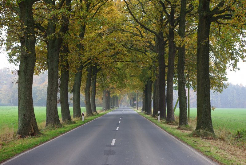 Herbstliche Allee zwischen Visselhvede und Walsrode