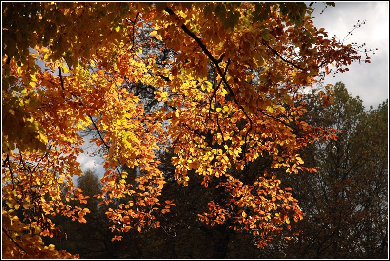 Herbstliche Baumfrbung am 20.10.07 im Chemnitzer Schnherrpark.