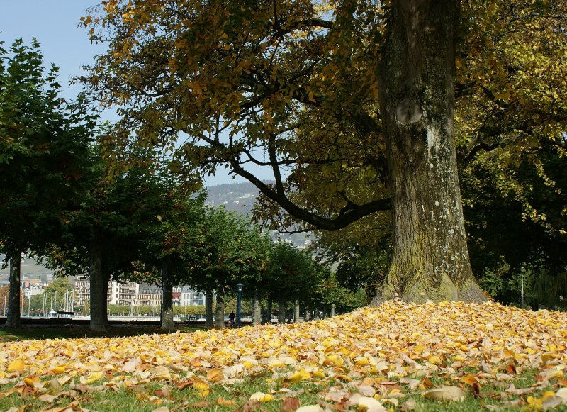 Herbststimmung am Genfersee.
(Oktober 2008)