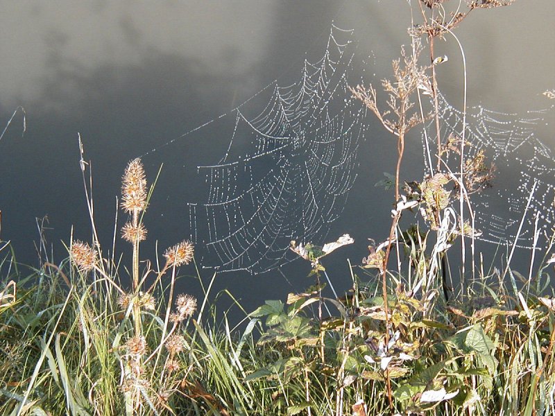 Herbststimmung - Spinnennetz mit Tau - Herbst 2005