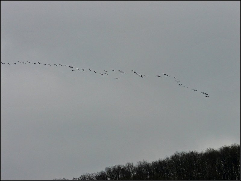 Heute Mittag Punkt 12 hielt der Winter Einzug in Erpeldange. Ziemlich lautstark flog eine Formation Kraniche in Richtung Sden.
02.12.08 (Jeanny) 