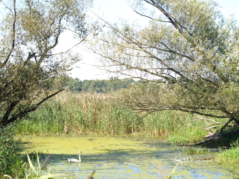 Hier findet man auch ein ideales Gebiet fr Wasservgel. In der Nhe der Oder bei Reitwein August 2008.