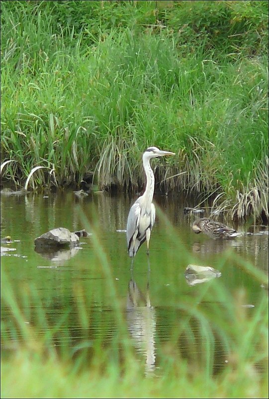 Hier schreitet der Graureiher hocherhobenen Hauptes durch die Sauer, whrend die Ente mit Putzarbeiten beschftigt ist. 06.07.08 (Jeanny)