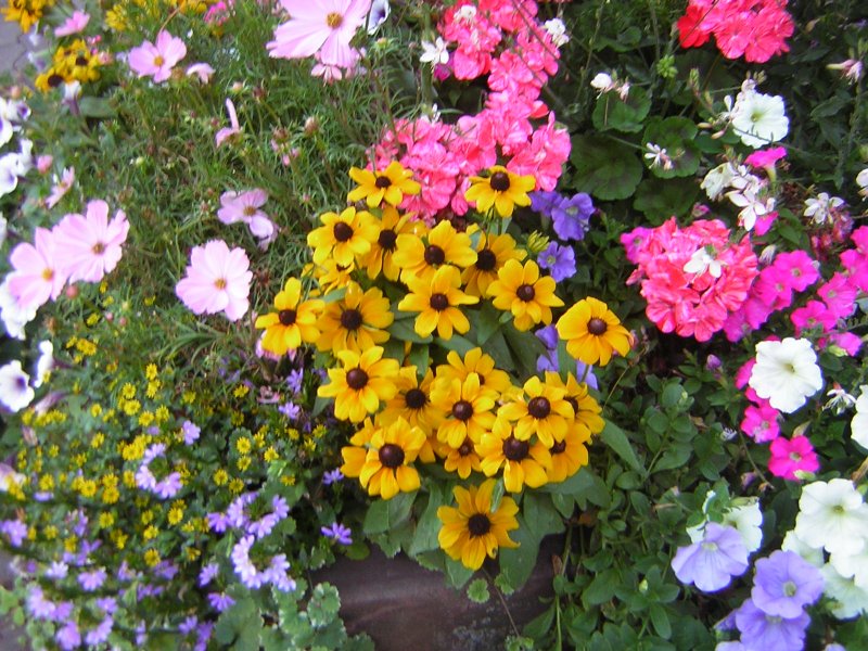 Hier sind Sommerblumen zu sehen. Die Pflanzen sind in der gesamten Stadt von Saarbrcken zu sehen.