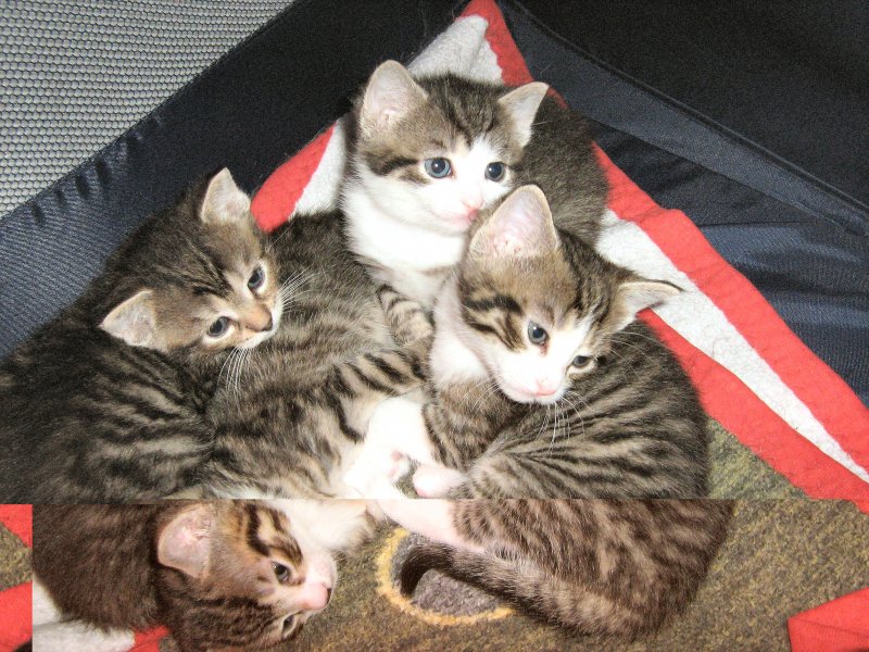Hier sind wir alle, Katzenkinder, Foto von 2007