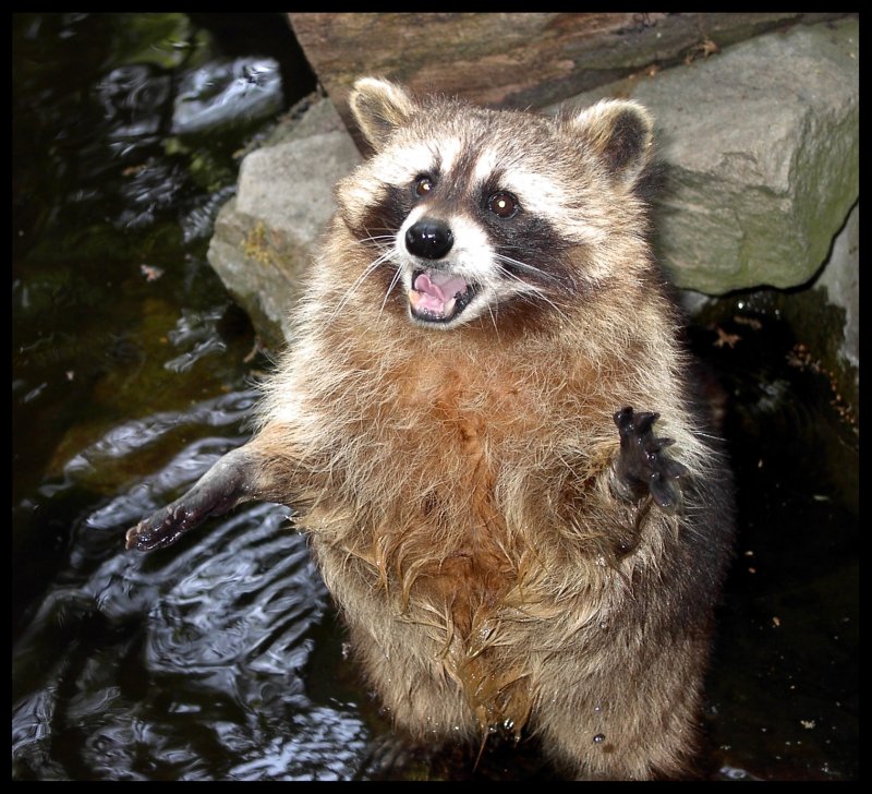 Hilfe, ich bin nass!!! Waschbr fotografiert im Kaisergarten Oberhausen.