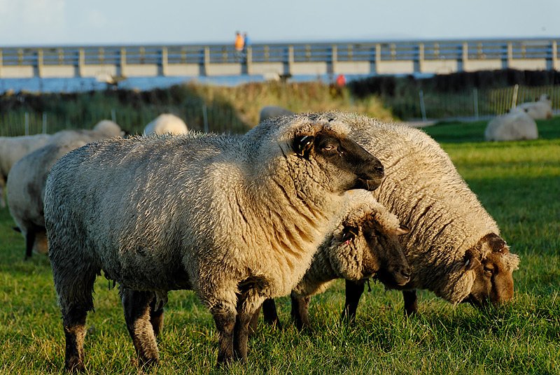 Hmmm... so langsam wird´s wohl Winter am Schnberger Strand...
(aus der Rubrik ´Bilder, die zwar keiner braucht, die aber trotzdem irgendwie schn sind´.....)
