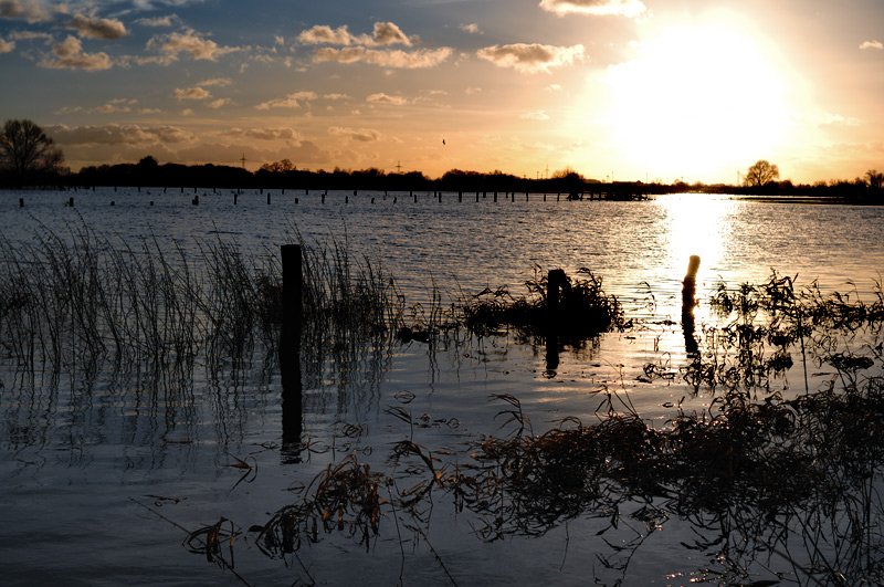 Hochwasser in den Niederungen der Aller bei Verden / Januar 2008