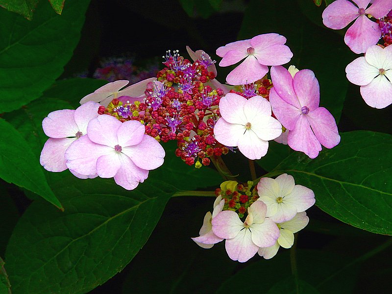 Hortensienblten fotografiert am 22.06.08 in Metz. (Jeanny)