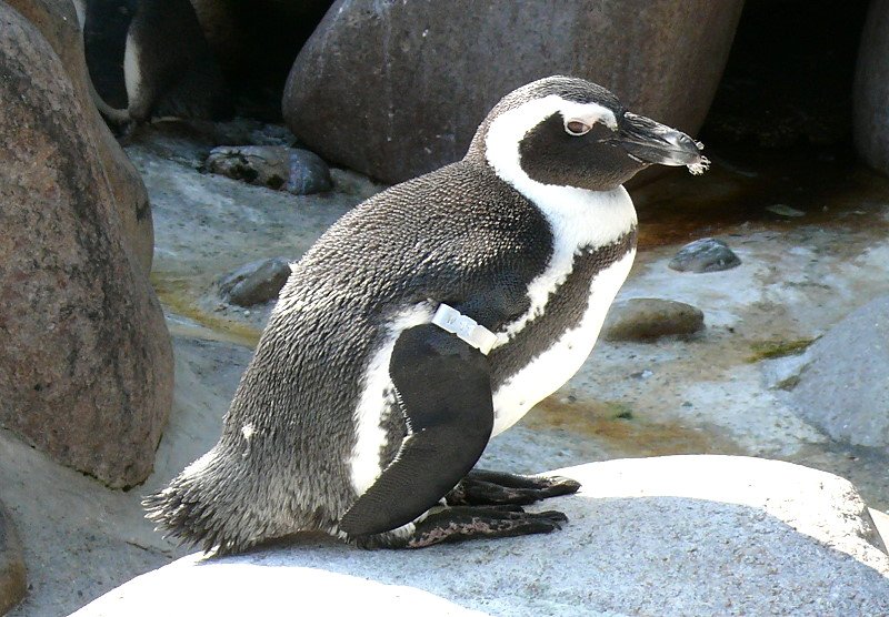 Humboldt-Pinguine am 09.06.2008 in Wilhelma/Stuttgart