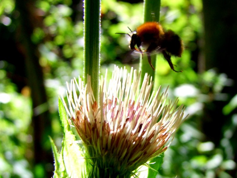 Hummel fliegt eine Distelblte an; 080810