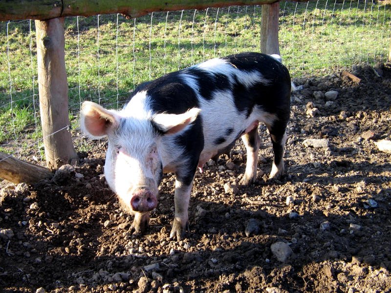 Husumer Schwein, Tierpark Eilenburg 24.02.08