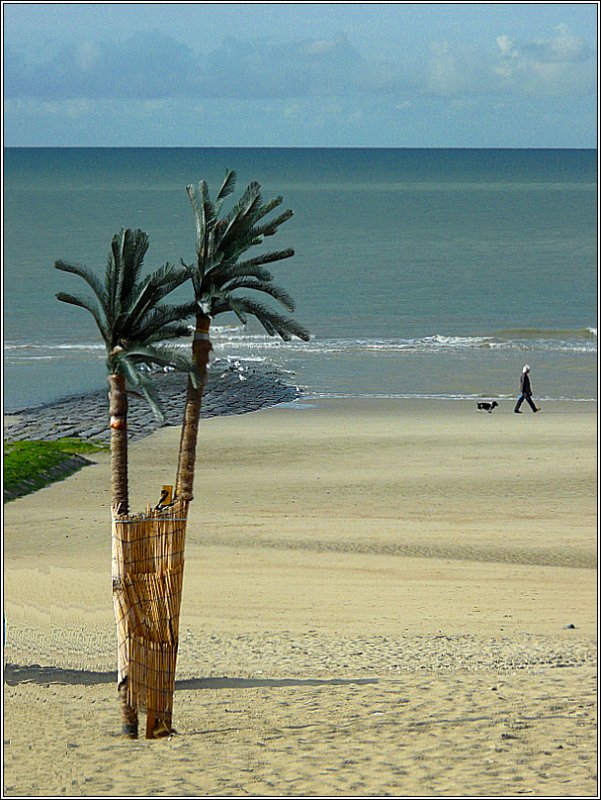 Illusion auch (fast) perfekt geglckt. Palmen an der Nordseekste in Blankenberge fotografiert am 12.09.08. Die Palmen sind aus Kunststoff. ☺ (Jeanny)