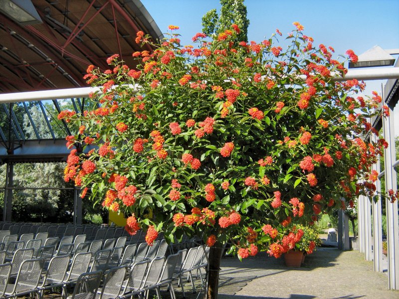 Im Britzer Garten, Sommer 2007