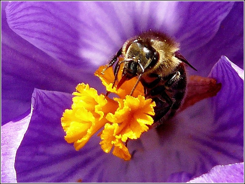 Im Gegensatz zu den Bienen, sammelt die Schwebfliege keinen Nektar, sondern nascht nur daran. 18.03.09 (Jeanny)