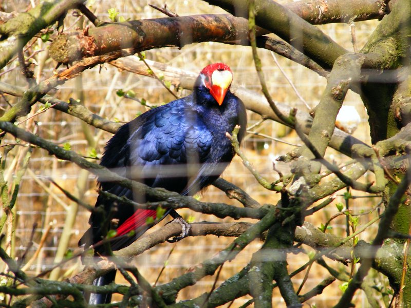 Im Gelsenkirchener Zoo am 01. April 2009.