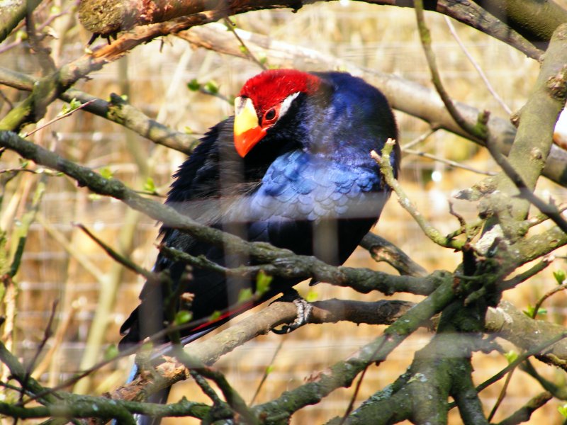 Im Gelsenkirchener Zoo am 01. April 2009.