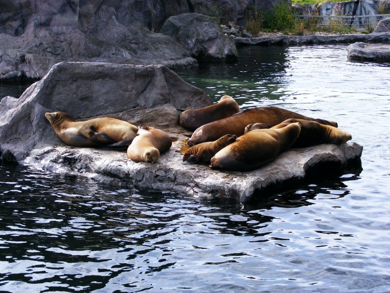 Im Gelsenkirchener Zoo am 21. August 2008.