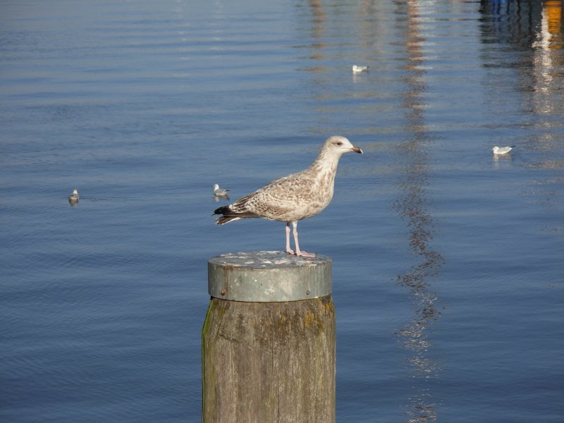 Im Greetsieler Hafen, Oktober 2007