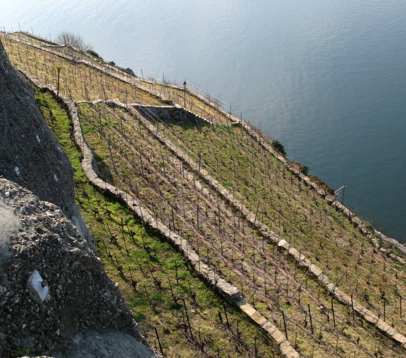 Im Lavaux hat es bis zu 40 Weinbergterrassenstufen.
Das Gelnde ist sehr steil und die Mnche die diese Terrassen im Mittelalter teilweise anlegten tranken wohl so manchen guten Tropfen nach schweisstreibender Arbeit.