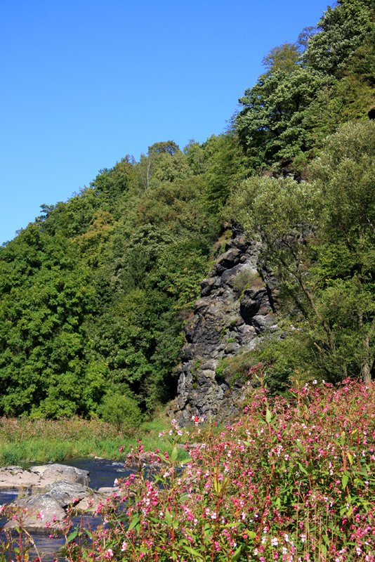 Im LSG Steinicht bei Rentzschmhle am 09.09.2008.