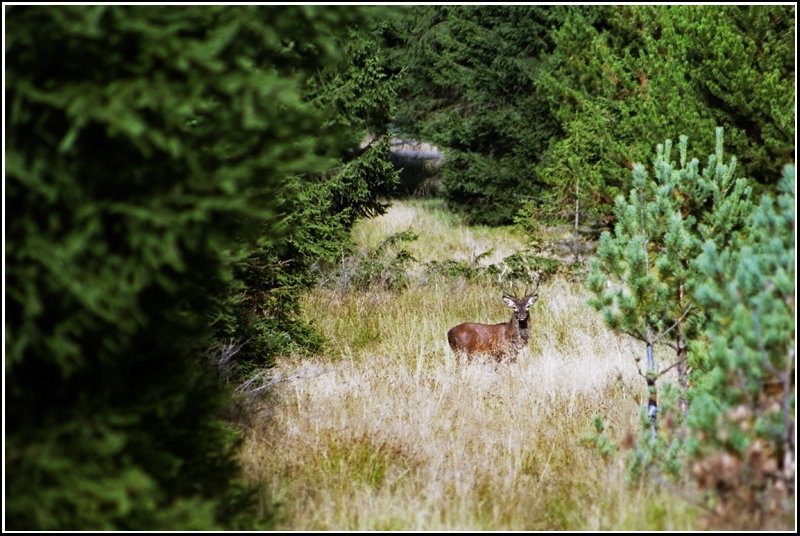 Im Oktober 2004 gelang mir dieses Foto eines jungen Rothirsches im Hochwald bei Satzung.