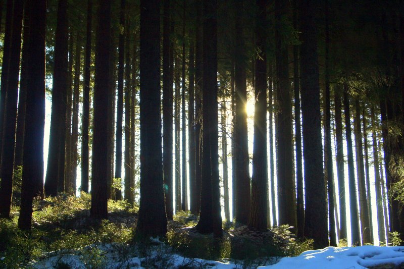 Im Wald bei Hornberg 11.1.09