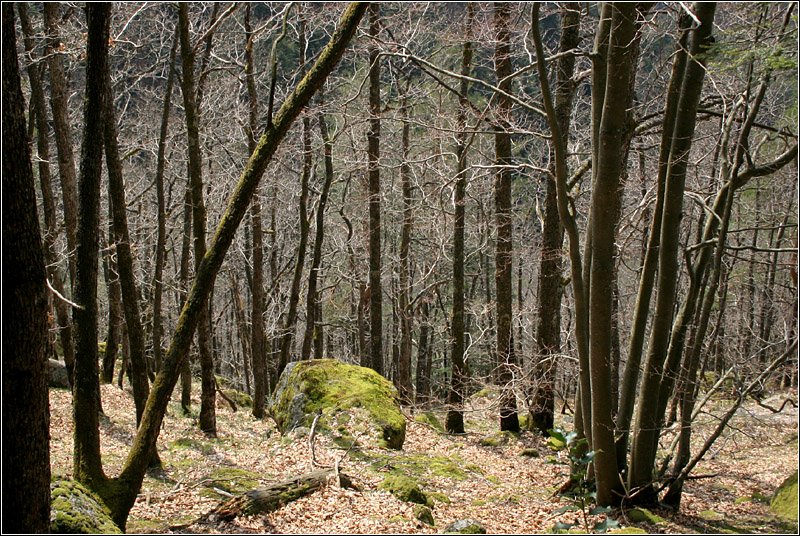 Im Wald zwischen Triberg und Hornberg. 

April 2006 (M)