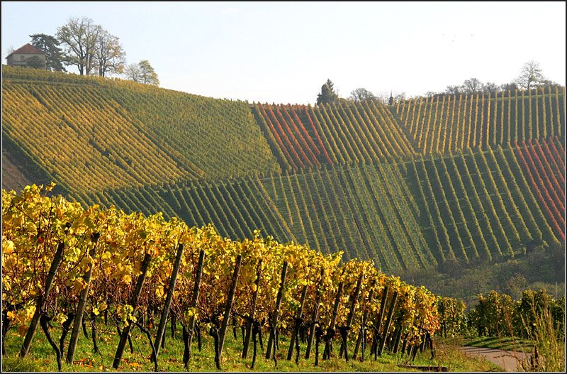 Immer wieder faszinierend - 

Die Strukturen und Linien der Weinberge, gerade im Herbst. Hier am Neckartalhang bei Stuttgart-Untertürkheim. 

26.10.2008 (M)