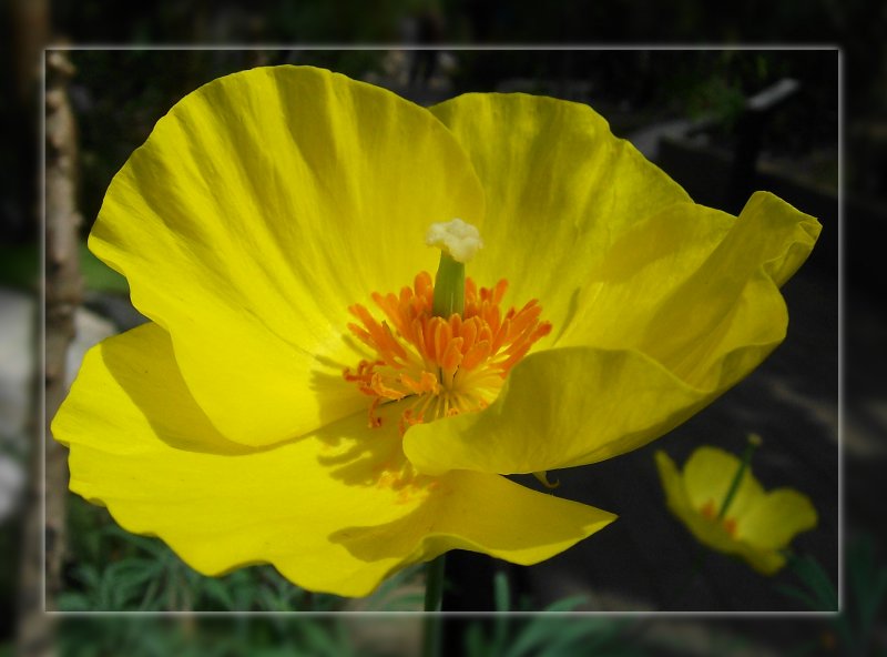 Impressionen aus dem Botanischen Garten in Bochum. Dieses Pflnzchen kannte ich bislang auch nicht... Mexikanischer Tulpenmohn (Hunnemannia fumariifolia sweet)