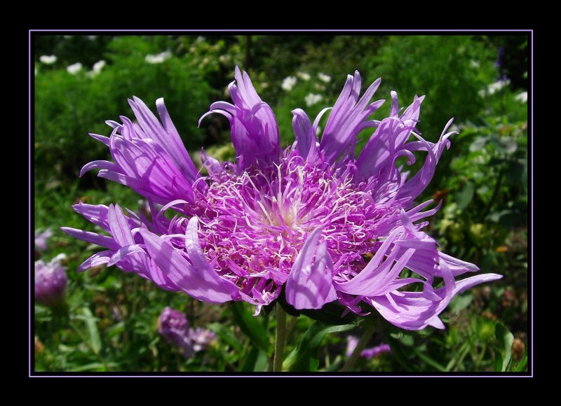 Impressionen aus dem Botanischen Garten in Bochum... Kornblumenaster - Stokesia laevis (Hill) Greene