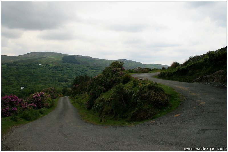 In den Bergen bei Glengariff, Irland Co. Cork. Auf dieser Hhe sumten noch blhende Rhododendron-Bsche unseren Weg.