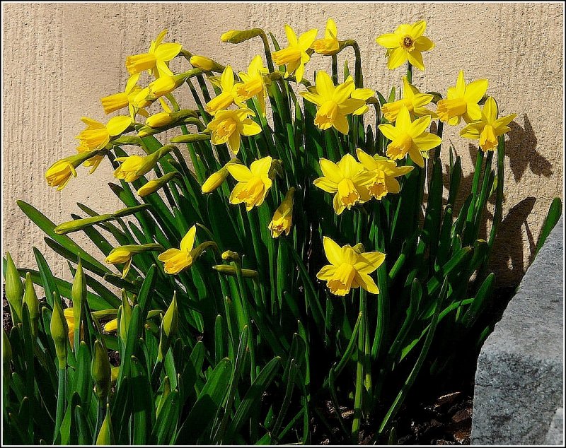 In einem Zeitraum von 48 Stunden ist dieser herrliche Blumenstrauss in unserem Garten entstanden. 18.03.09 (Jeanny)