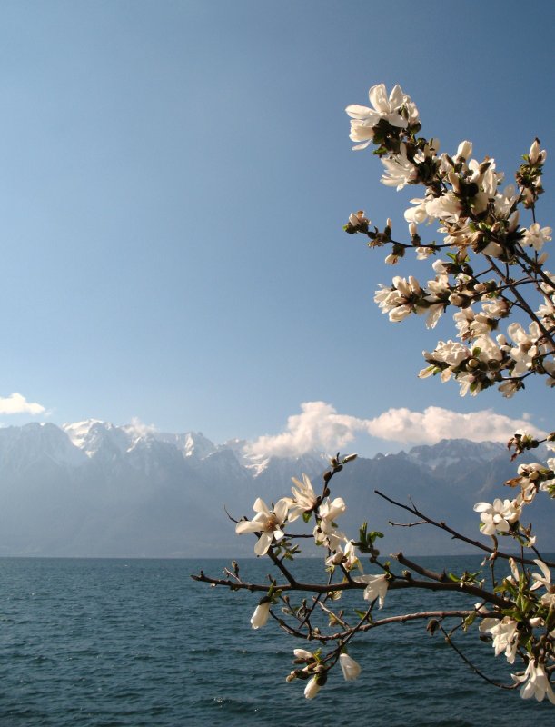 In der Hhe noch Schnee aber Frhling am See.
(27.03.2008)