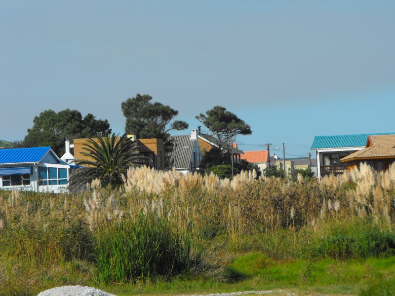 In Kleinmond sind die Grten mit Feinbos bewachsen.