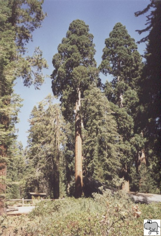 In der Mitte von Kalifornien liegen die beiden mittlerweile zusammengeschlossenen Nationalparks Sequoia und Kings Canyon. Hier stehen einige der grten und auch ltesten Lebewesen unserer Erde. 
Im Kings Canyon Nationalpark steht der  General Grant Tree . Er ist mit seinen etwas mehr als 80m der zweithchste Baum im Sequoia & Kings Canyon Nationalpark. Die Aufnahme entstand am 18. September 2002.