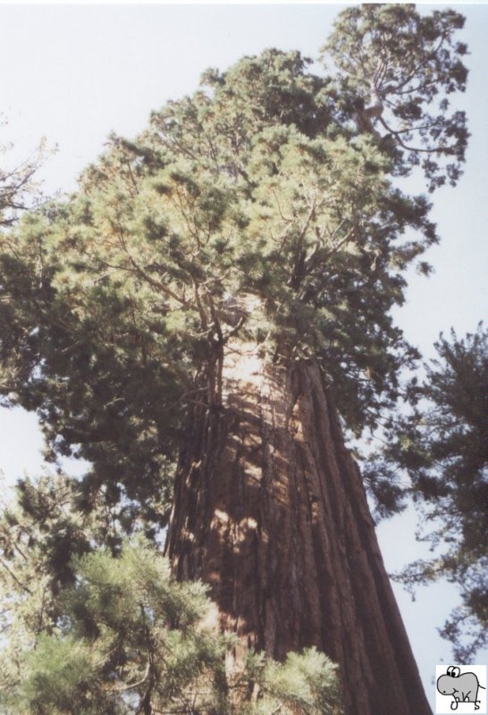 In der Mitte von Kalifornien liegen die beiden mittlerweile zusammengeschlossenen Nationalparks Sequoia und Kings Canyon. Hier stehen einige der grten und auch ltesten Lebewesen unserer Erde.
Das Foto zeigt einen Blick auf die Krone des  General Grant Tree . Es wurde am 18. September 2002 aufgenommen.