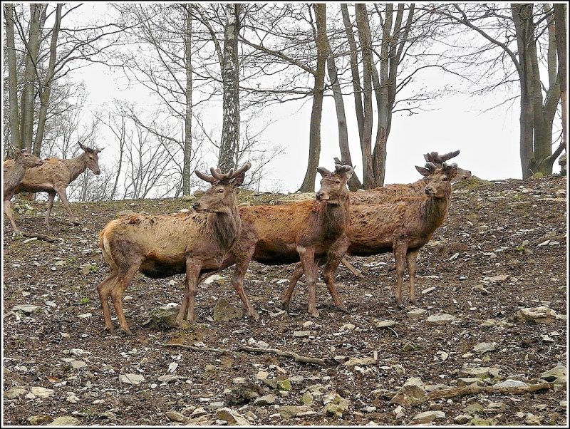 In dieser Richtung scheint es etwas Interessantes zu geben. Ach ja, da kommt der Touristenzug und dabei fallen immer einige Leckerbissen fr uns ab. 05.04.09 (Jeanny)