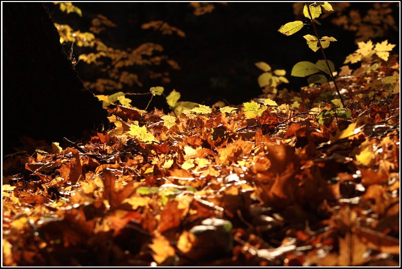 In eine wunderbar warme Atmosphre taucht das herbstliche Sonnenlicht die am Boden liegenden Bltter. So gesehen und aufgenommen im Chemnitzer Schnherrpark am 20.10.07.