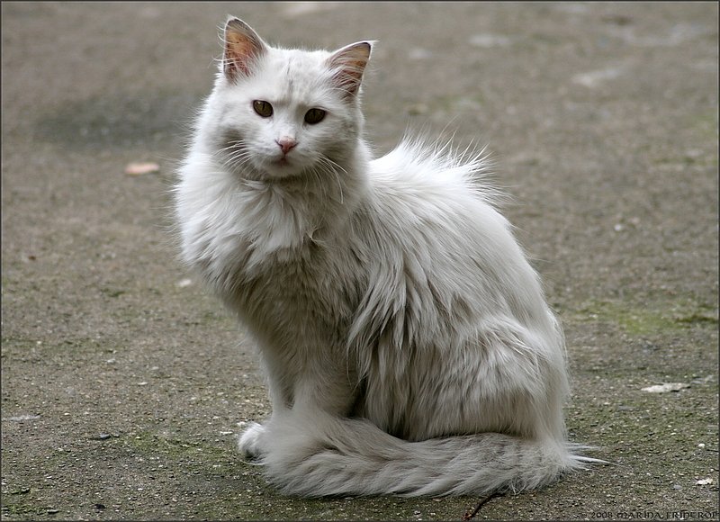 Inci (Perle) eine Trkische Angora. Sie machte ihrem Namen keine Ehre, sondern sah heute Mittag eher wie ein Schmuddelchen aus.