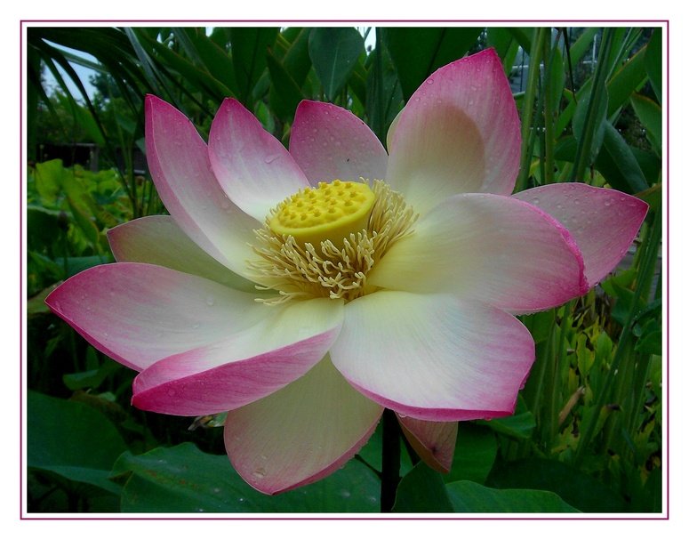 Indische Lotosblume... blht zur Zeit im Botanischen Garten Bochum.