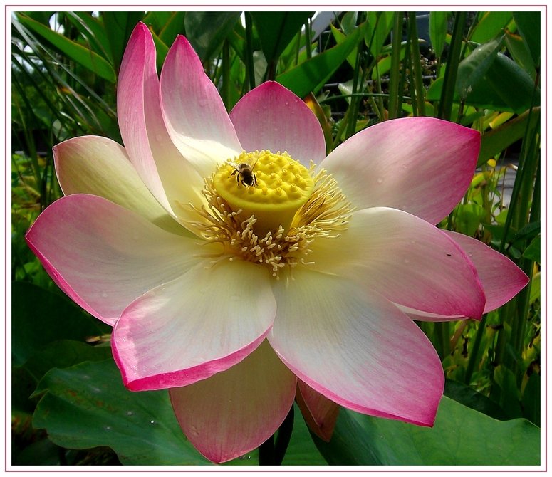 Indischer Lotos - Nelumbo nucifera... Gilt im Buddhismus als Symbol der Wiederauferstehung und Reinheit.