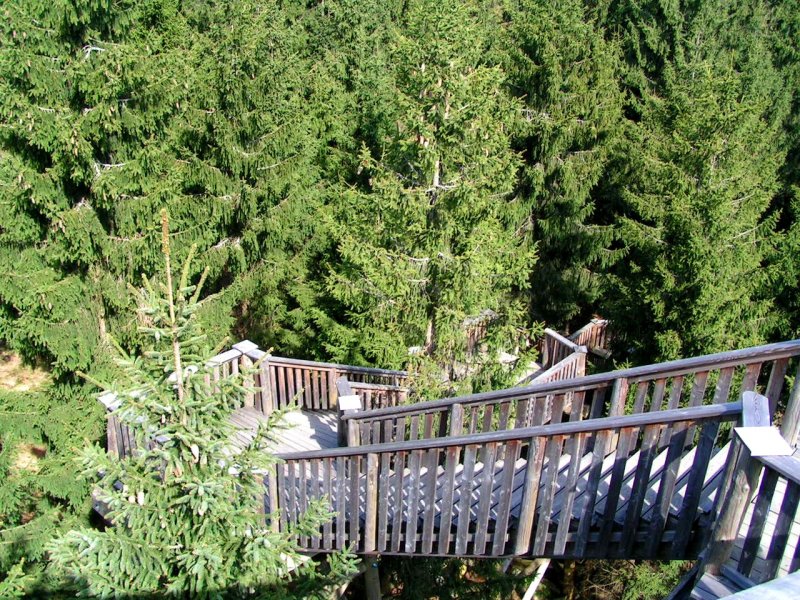 Inmitten von Fichtenwipfeln fhrt der Baumkronenweg in Kopfing; 080428