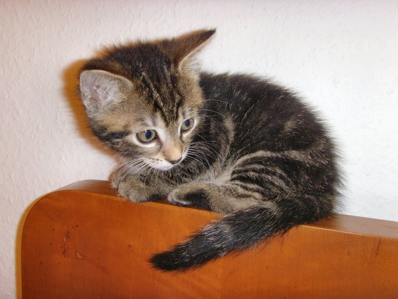 Interessant ist die Welt, Katzenkinder, Foto von 2007