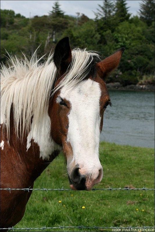 Irish Tinker (Coloured Cob) - Fr mich persnlich ist die Verwendung von Stacheldraht an Viehweiden nicht nachvollziehbar... muss das wirklich sein?!