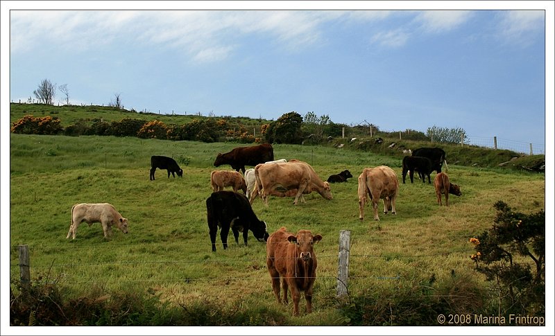Irland - Das Land der Khe und Schafe. Kuhweide am Ring of Beara, County Cork.