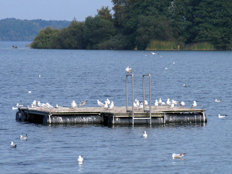 Jetzt im Herbst gibt es keine Badenden und so haben die Möven dieses Podest für sich erobert; Schaalsee bei Zarrentin, 28.09.2008
