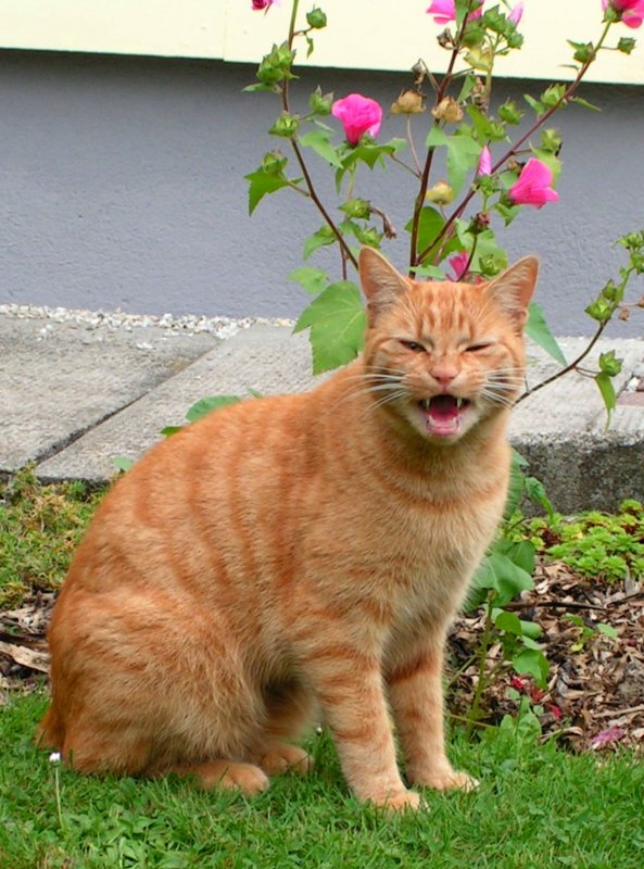  Jetzt red ich , oder so hnlich machte sich der Rote Kater bemerkbar; 081011